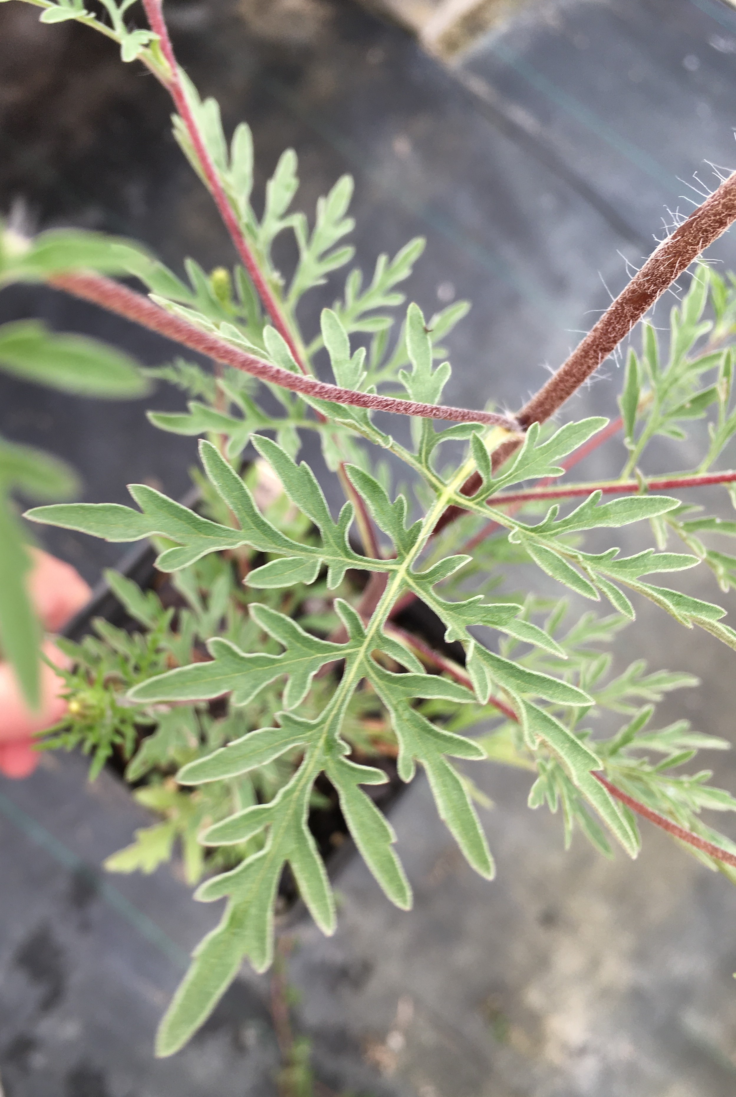 Close view of fern-like compound leaves of common ragweed